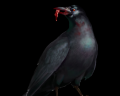 Crow