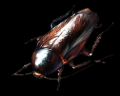 Large Roach