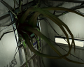 Vines