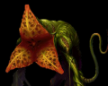 Ivy
