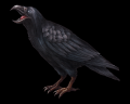 Crow