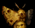 Giant Moth