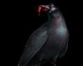 Crow