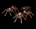 Small Spider