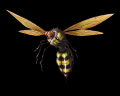 Wasp